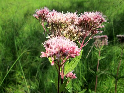 Gewöhnlicher Wasserdost (Eupatorium cannabinum) im Naturschutzgebiet Wusterhang und Beierwies bei Fechingen photo