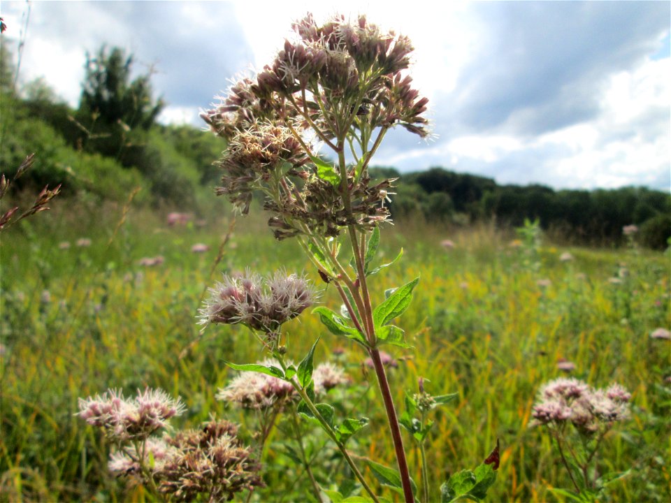 Gewöhnlicher Wasserdost (Eupatorium cannabinum) im Naturschutzgebiet Wusterhang und Beierwies bei Fechingen