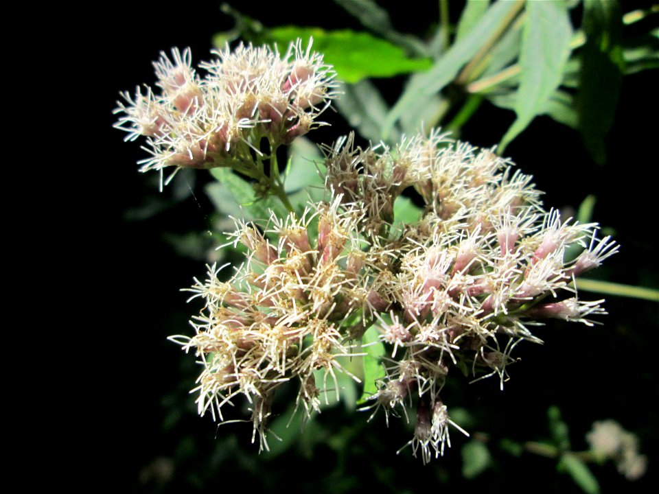 Gewöhnlicher Wasserdost (Eupatorium cannabinum) im Hochwald bei Bischmisheim