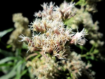 Gewöhnlicher Wasserdost (Eupatorium cannabinum) im Hochwald bei Bischmisheim