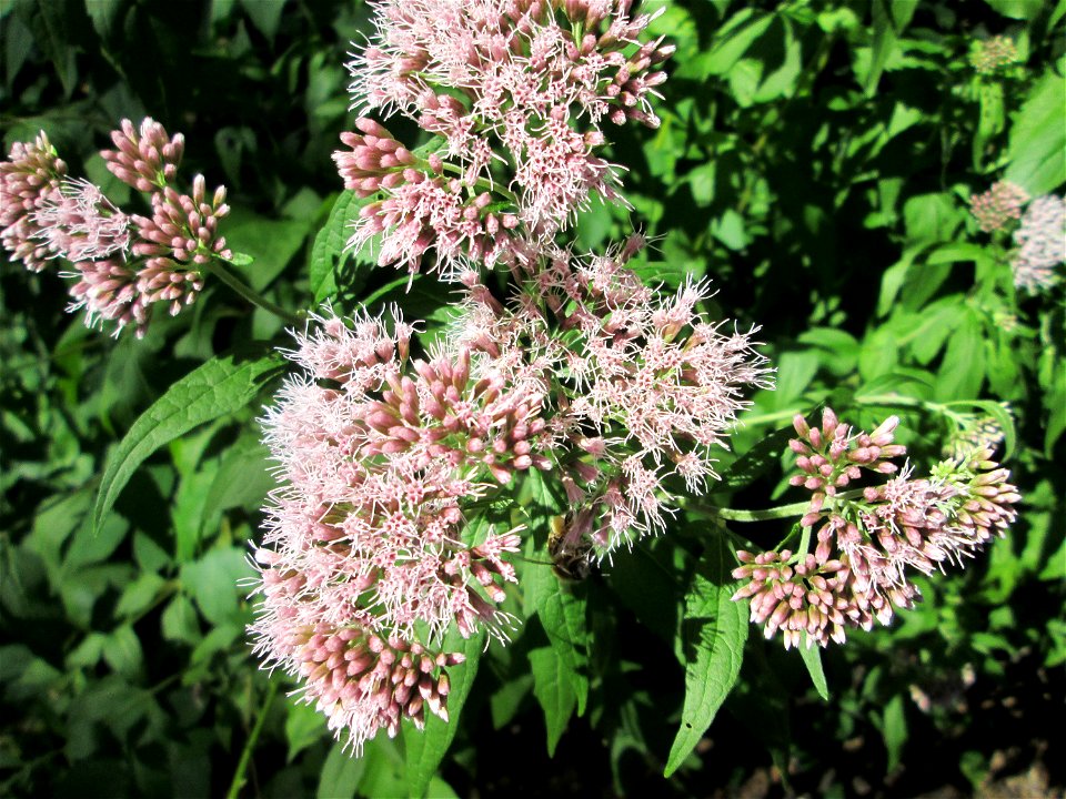 Gewöhnlicher Wasserdost (Eupatorium cannabinum) am Halberg bei Brebach