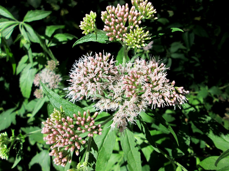 Gewöhnlicher Wasserdost (Eupatorium cannabinum) am Halberg bei Brebach