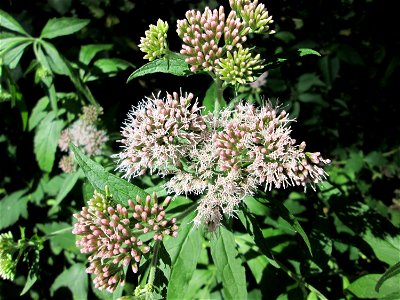 Gewöhnlicher Wasserdost (Eupatorium cannabinum) am Halberg bei Brebach
