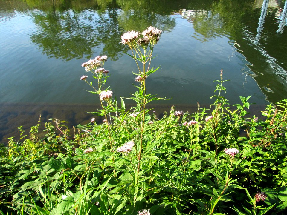 Gewöhnlicher Wasserdost (Eupatorium cannabinum) an der Saar in Alt-Saarbrücken