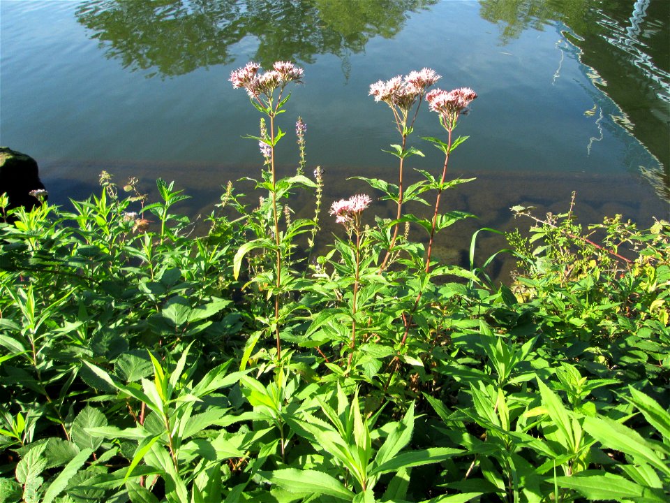 Gewöhnlicher Wasserdost (Eupatorium cannabinum) an der Saar in Alt-Saarbrücken