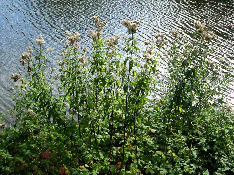 Wasserdost (Eupatorium cannabinum) an der Saar in Saarbrücken