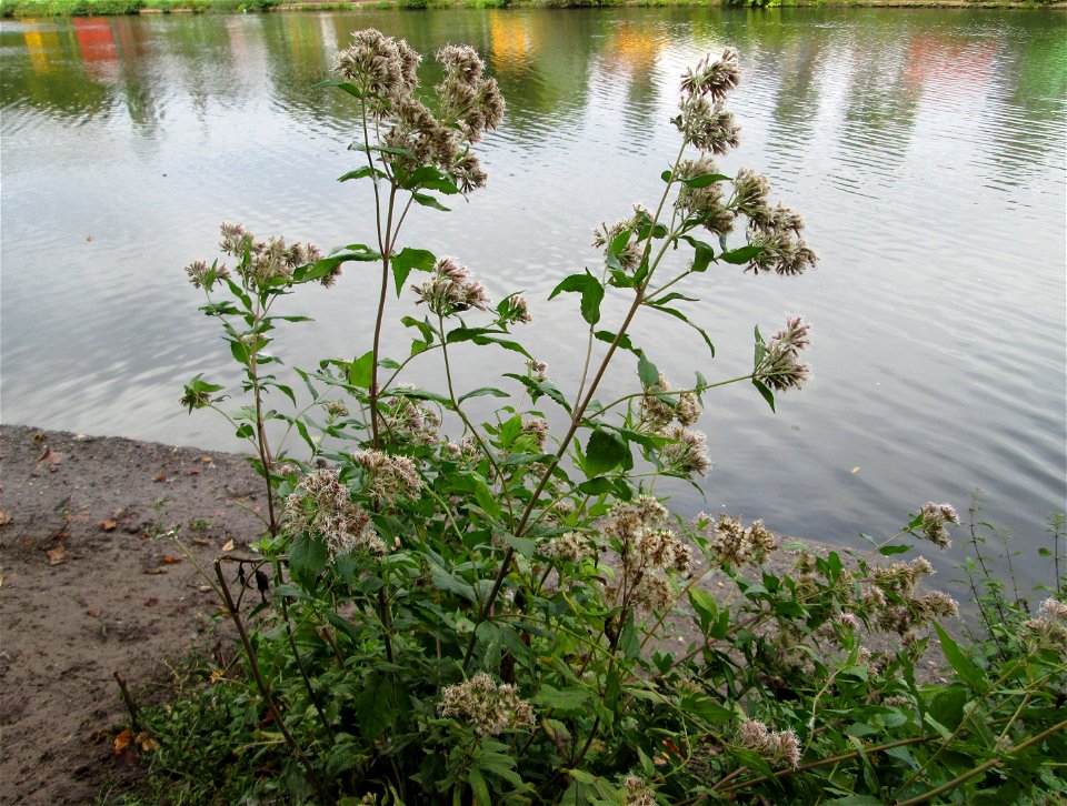 Gewöhnlicher Wasserdost (Eupatorium cannabinum) an der Güdinger Schleuse