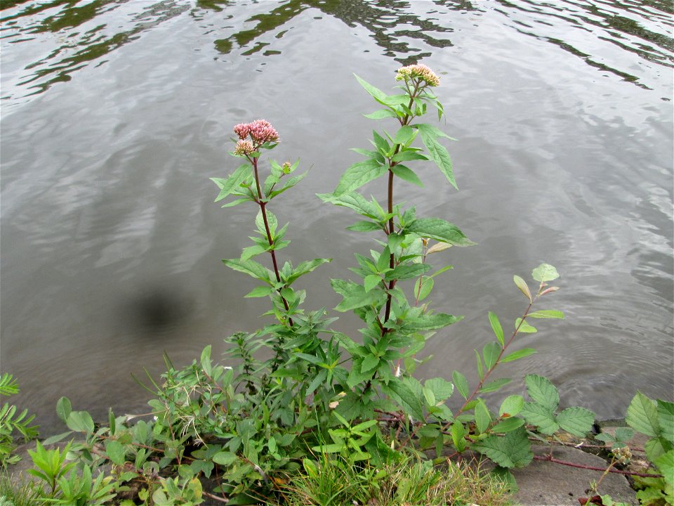 Gewöhnlicher Wasserdost (Eupatorium cannabinum) an der Saar in Saarbrücken