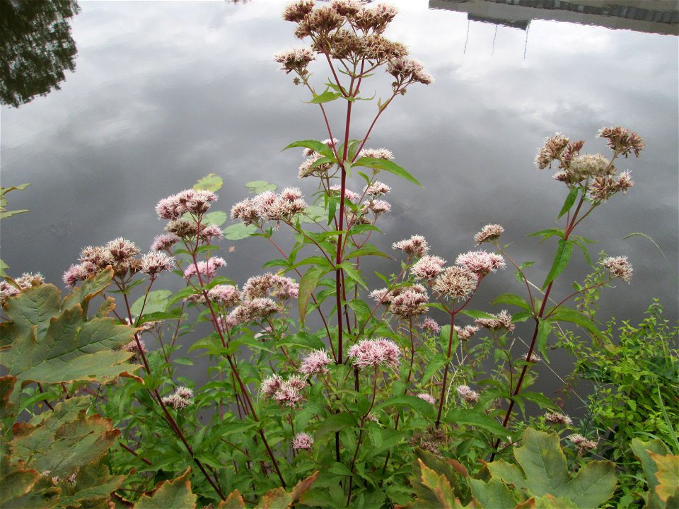 Gewöhnlicher Wasserdost (Eupatorium cannabinum) an der Saar in Saarbrücken