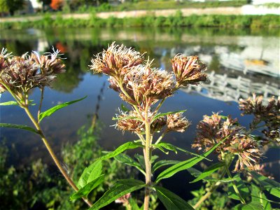 Wasserdost (Eupatorium cannabinum) an der Saar in Saarbrücken