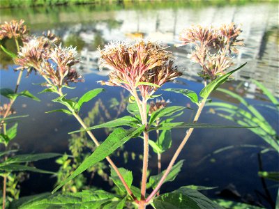 Wasserdost (Eupatorium cannabinum) an der Saar in Saarbrücken