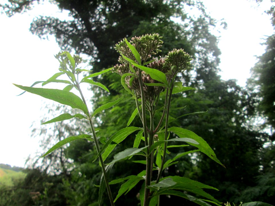 Gewöhnlicher Wasserdost (Eupatorium cannabinum) im Landschaftschutzgebiet „Halberg“ in Saarbrücken