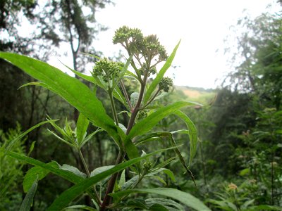 Gewöhnlicher Wasserdost (Eupatorium cannabinum) im Landschaftschutzgebiet „Halberg“ in Saarbrücken
