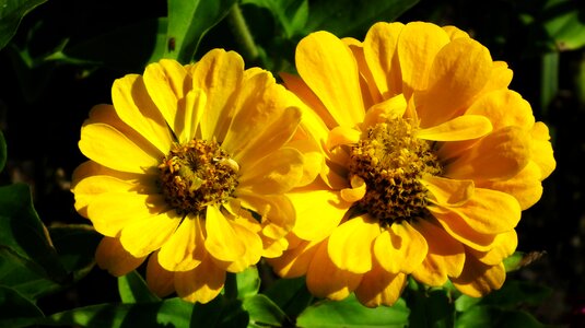 Summer nature garden