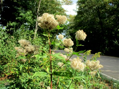 Gewöhnlicher Wasserdost (Eupatorium cannabinum) bei Kirschheck in Saarbrücken