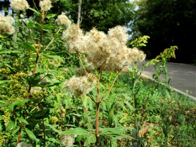 Gewöhnlicher Wasserdost (Eupatorium cannabinum) bei Kirschheck in Saarbrücken