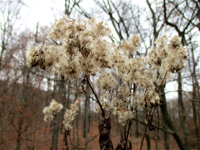 Gewöhnlicher Wasserdost (Eupatorium cannabinum) im Dianenhain in Saarbrücken