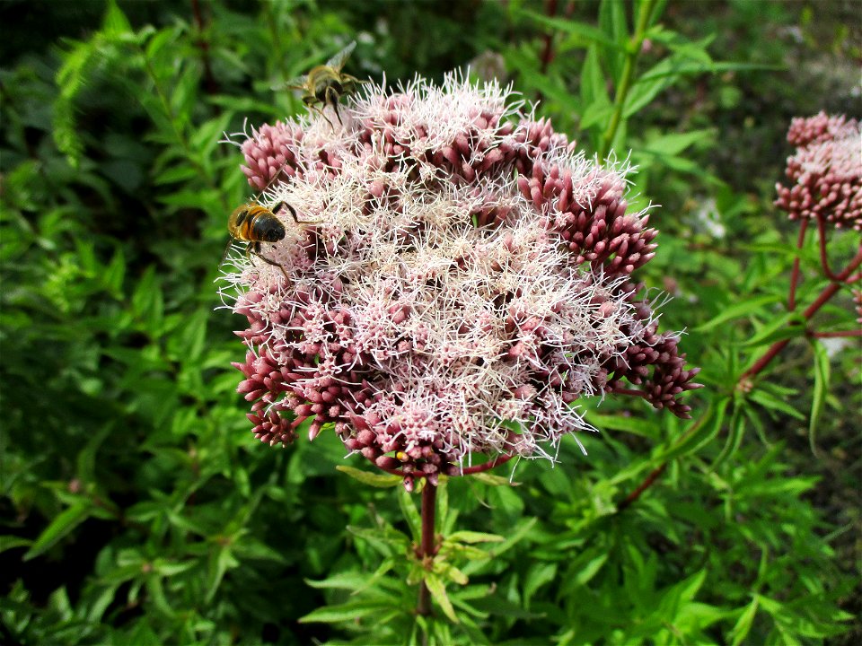 Gewöhnlicher Wasserdost (Eupatorium cannabinum) auf einer Brachfläche der Halberger Hütte in Brebach