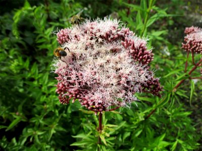 Gewöhnlicher Wasserdost (Eupatorium cannabinum) auf einer Brachfläche der Halberger Hütte in Brebach