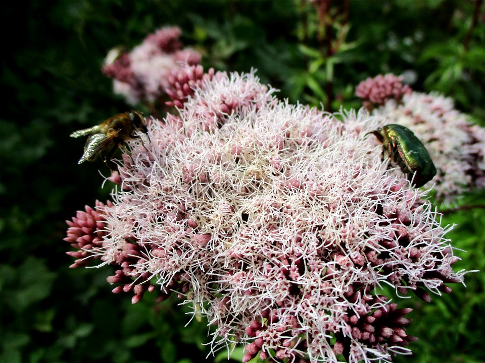 Gewöhnlicher Wasserdost (Eupatorium cannabinum) auf einer Brachfläche der Halberger Hütte in Brebach