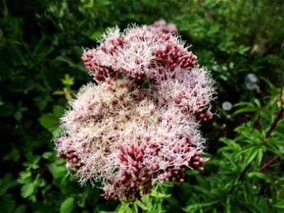 Gewöhnlicher Wasserdost (Eupatorium cannabinum) auf einer Brachfläche der Halberger Hütte in Brebach