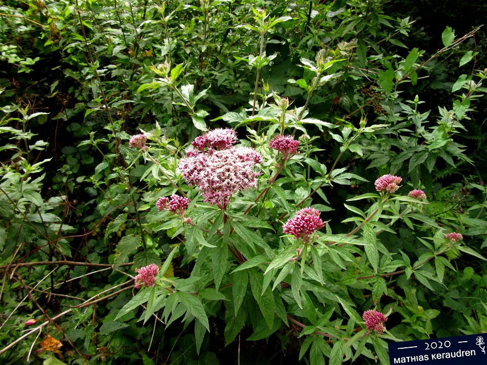 Plant in Brest, France