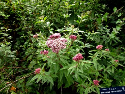 Plant in Brest, France