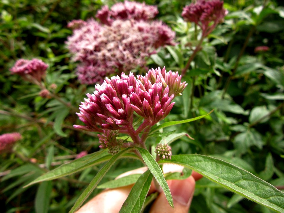 Plant in Brest, France