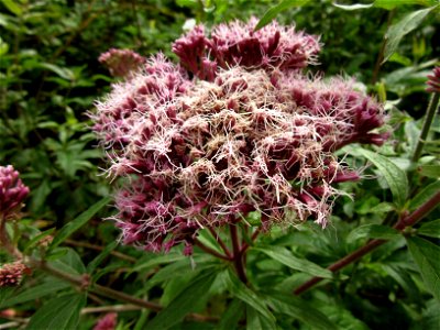 Plant in Brest, France