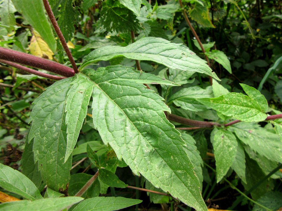 Plant in Brest, France