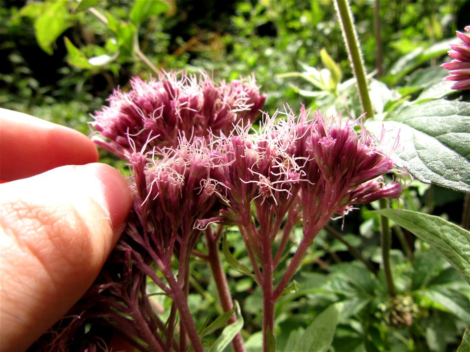 Plant in Brest, France