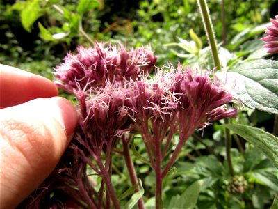 Plant in Brest, France