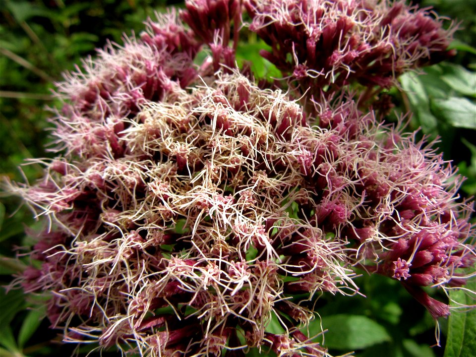 Plant in Brest, France