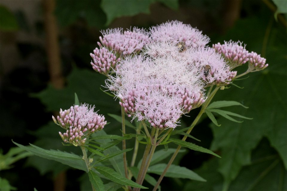 hemp agrimony (Eupatorium cannabinum)