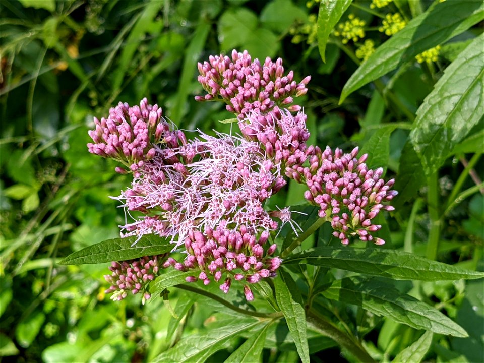 hemp agrimony (Eupatorium cannabinum)