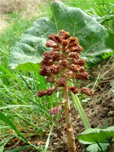 Gewöhnliche Pestwurz (Petasites hybridus) an der Saar bei Grosbliederstroff