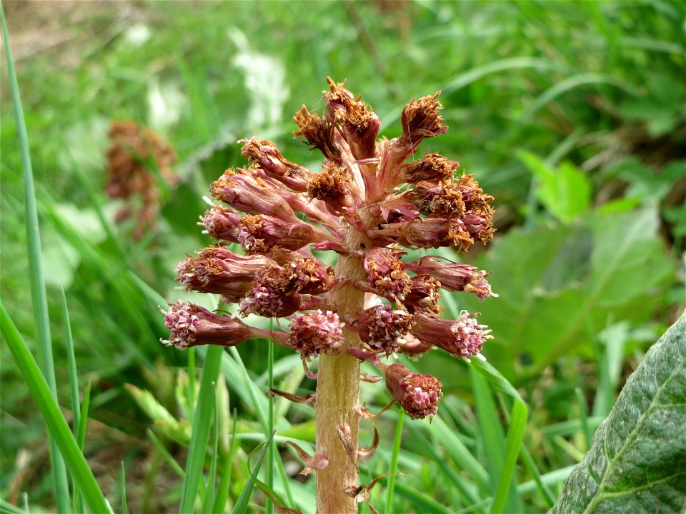Gewöhnliche Pestwurz (Petasites hybridus) an der Saar bei Grosbliederstroff