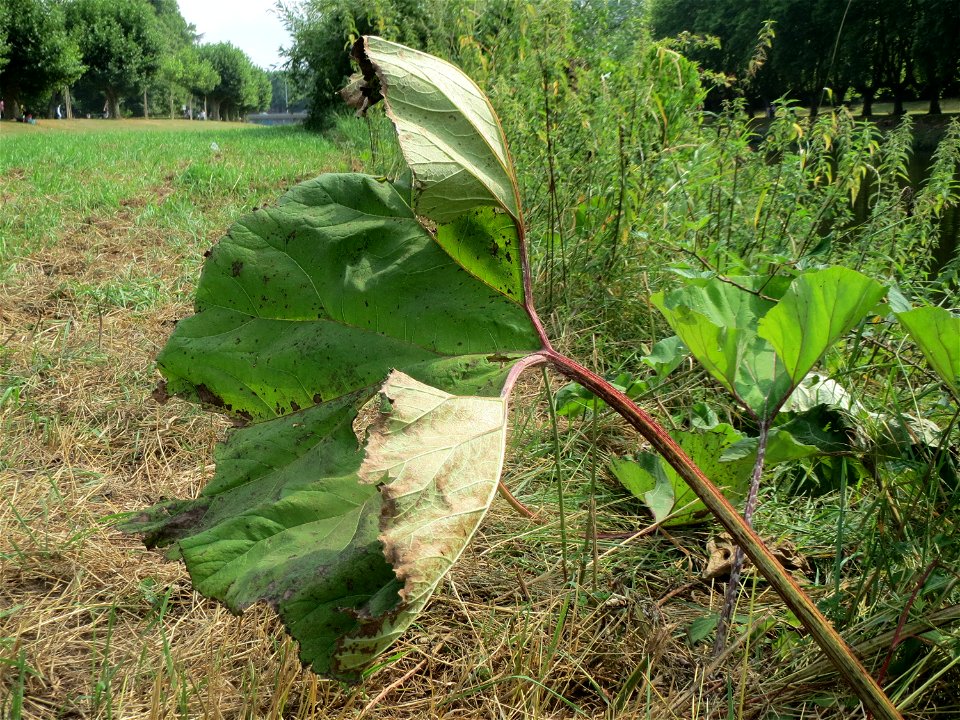 Gewöhnliche Pestwurz (Petasites hybridus) am Staden in Saarbrücken