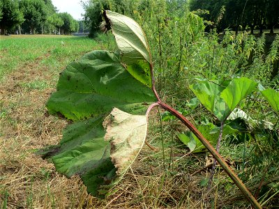 Gewöhnliche Pestwurz (Petasites hybridus) am Staden in Saarbrücken