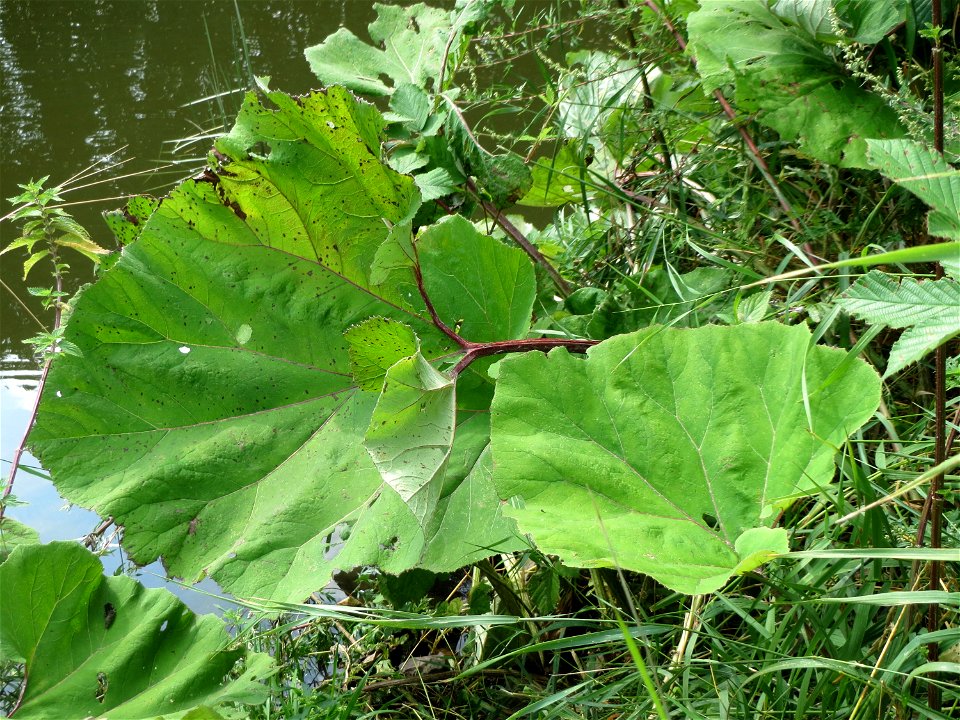 Gewöhnliche Pestwurz (Petasites hybridus) am Staden in Saarbrücken