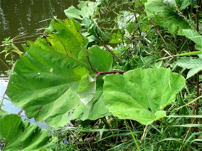 Gewöhnliche Pestwurz (Petasites hybridus) am Staden in Saarbrücken