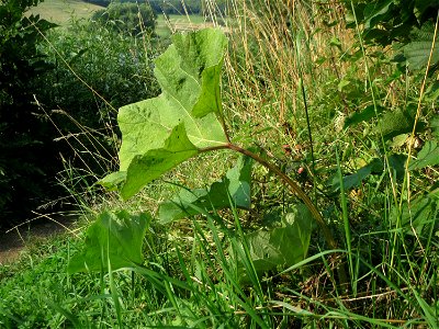 Gewöhnliche Pestwurz (Petasites hybridus) am Schalkenmehrener Maar