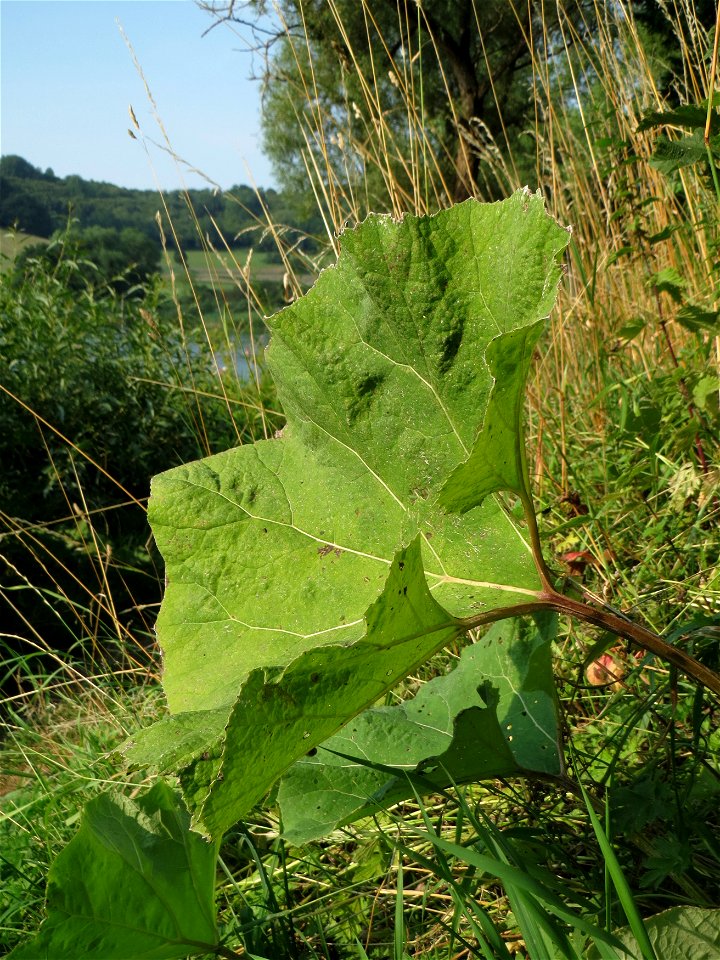 Gewöhnliche Pestwurz (Petasites hybridus) am Schalkenmehrener Maar