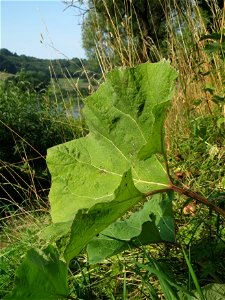 Gewöhnliche Pestwurz (Petasites hybridus) am Schalkenmehrener Maar