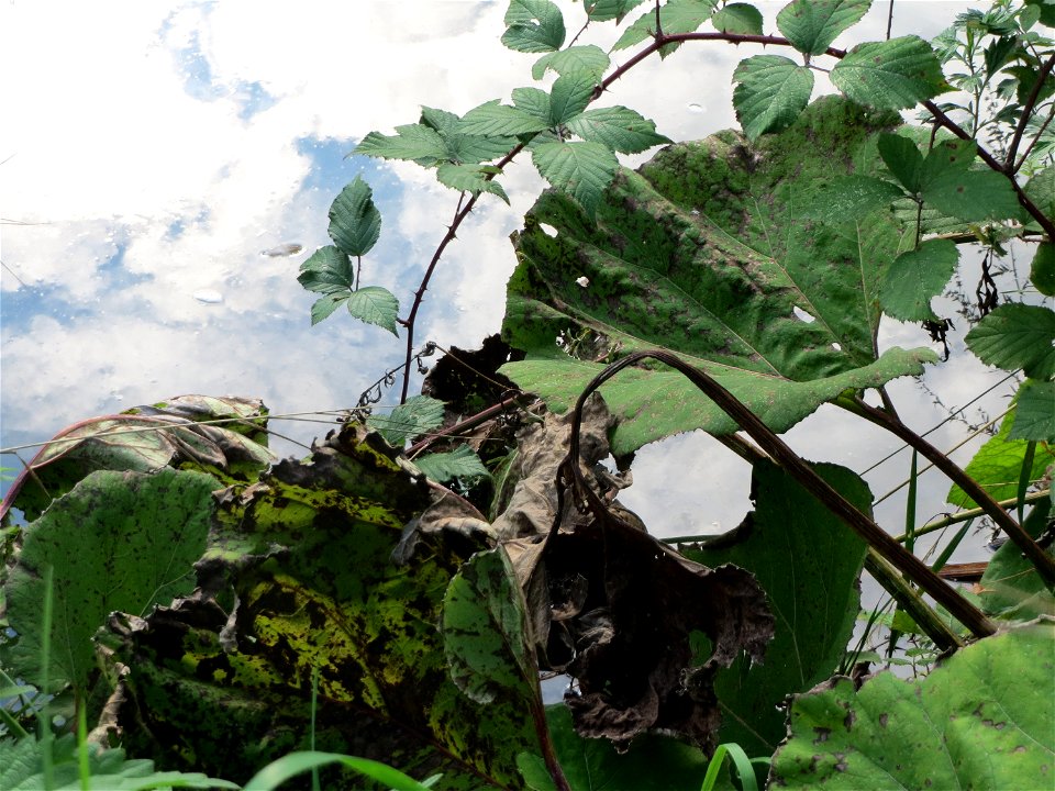 Gewöhnliche Pestwurz (Petasites hybridus) an der Saar in Saarbrücken