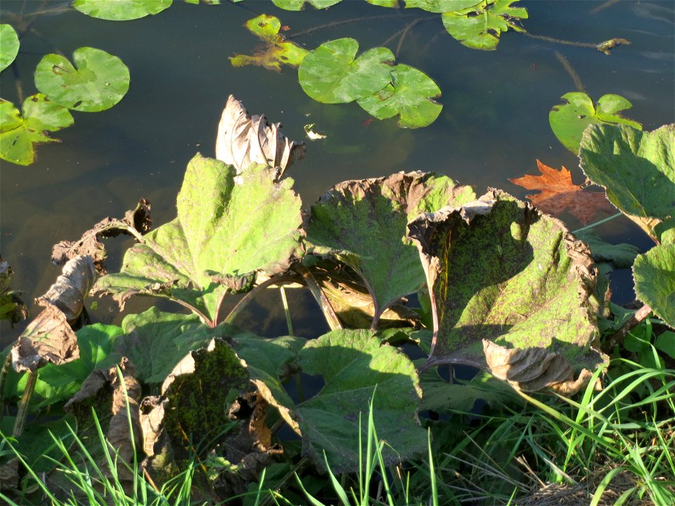 Gewöhnliche Pestwurz (Petasites hybridus) an der Saar in Saarbrücken