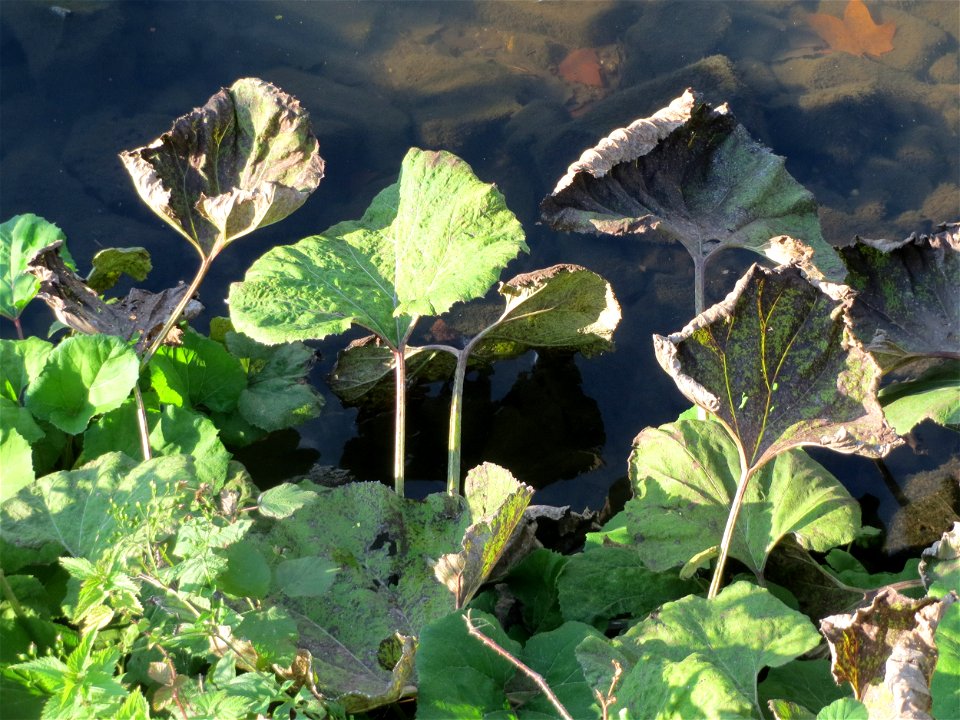 Gewöhnliche Pestwurz (Petasites hybridus) an der Saar in Saarbrücken