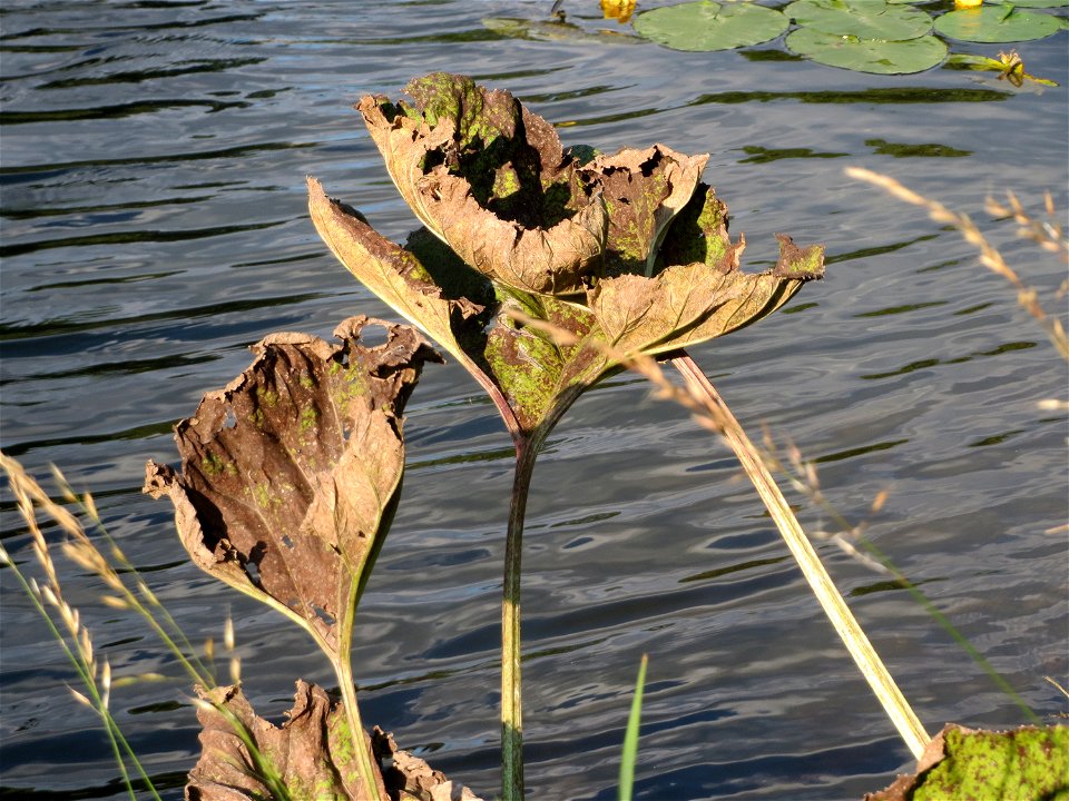 Gewöhnliche Pestwurz (Petasites hybridus) an der Saar in Saarbrücken