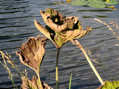 Gewöhnliche Pestwurz (Petasites hybridus) an der Saar in Saarbrücken