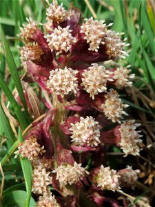 Gewöhnliche Pestwurz (Petasites hybridus) am Staden in Saarbrücken